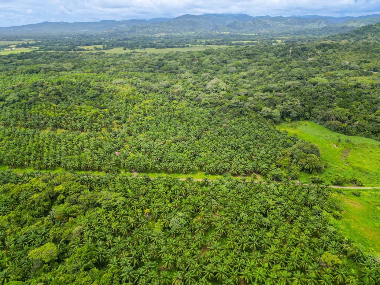 65 Hectares of Land near the Beach of Esterillos - Only 20 minutes from Jaco (Seller Financing)
