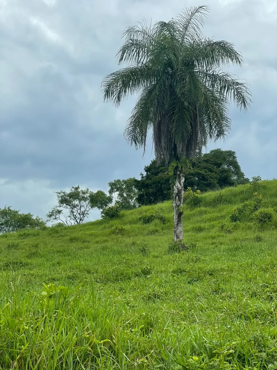 Unique Property for Sale in the Heart of Turrubares – 11 Hectares with Stunning Views 🌄 — photo 2