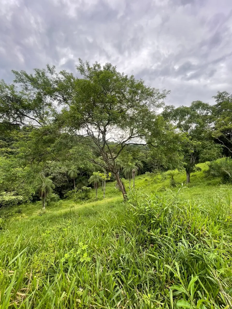 Unique Property for Sale in the Heart of Turrubares – 11 Hectares with Stunning Views 🌄 — photo 4