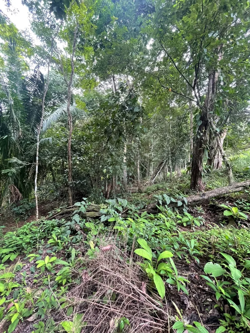 Unique Property for Sale in the Heart of Turrubares – 11 Hectares with Stunning Views 🌄 — photo 5