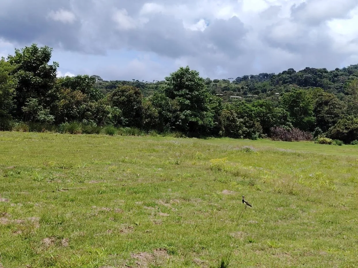 For Sale: Beautiful Flat Farm With Pasture, Ornamentals, And High Investment Potential — photo 3