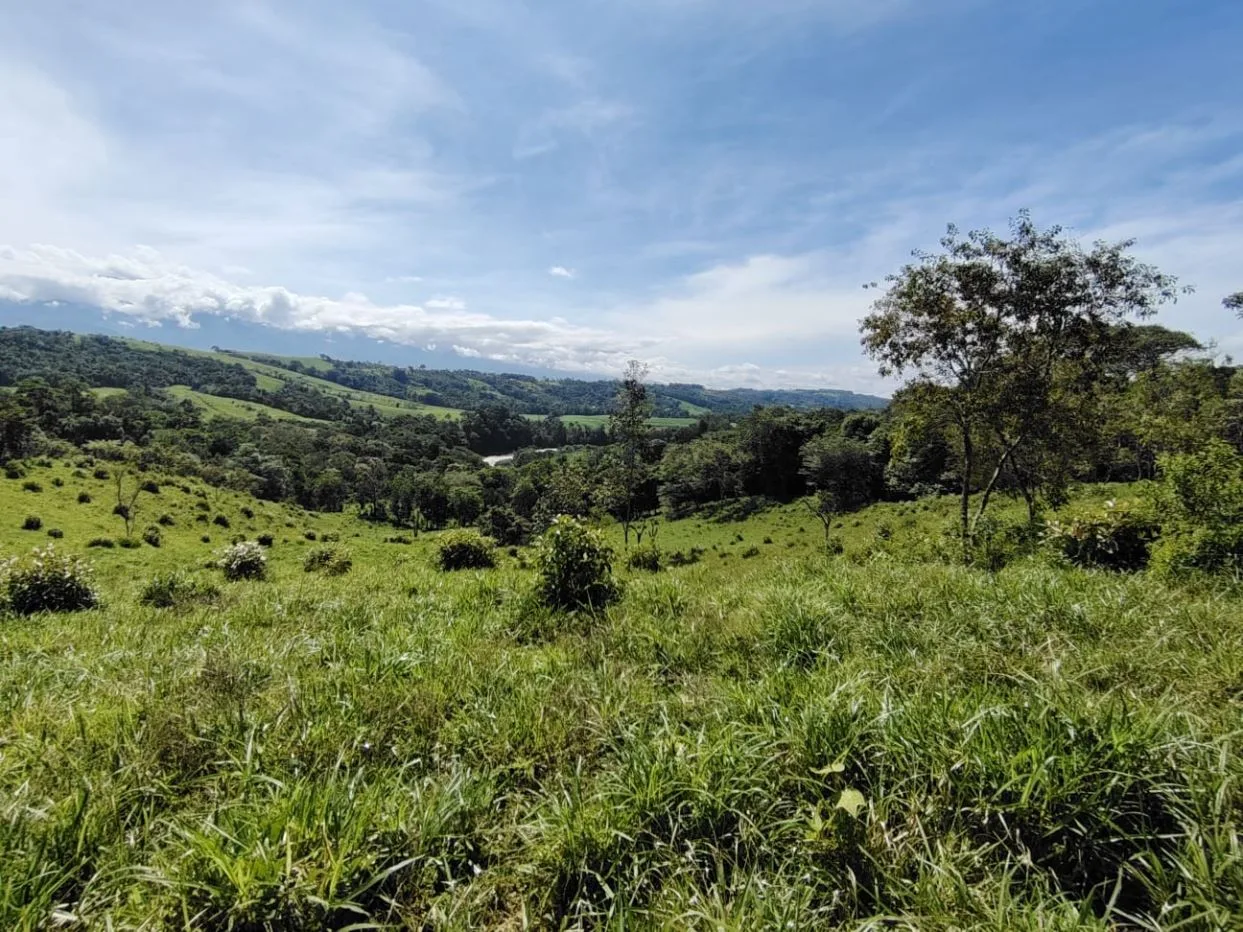 For Sale: 50-Acre Riverfront Farm in Pérez Zeledón – Water Springs &amp; Massive Citrus Production