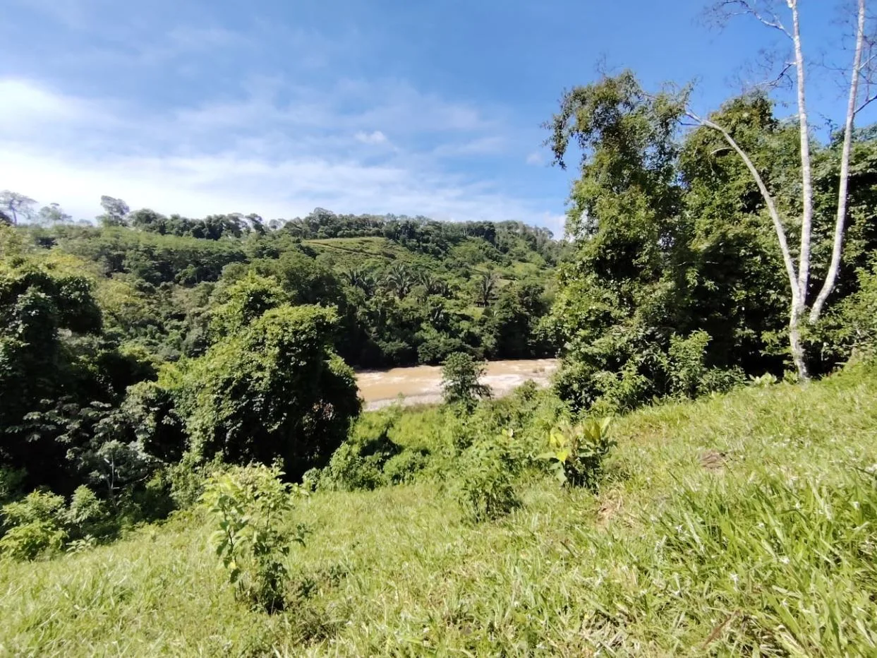 For Sale: 50-Acre Riverfront Farm in Pérez Zeledón – Water Springs &amp; Massive Citrus Production — photo 2