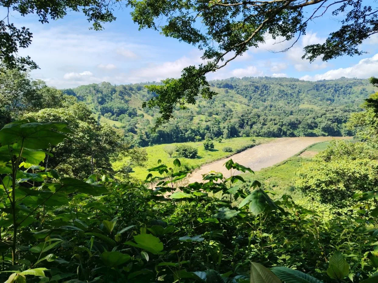 For Sale: 50-Acre Riverfront Farm in Pérez Zeledón – Water Springs &amp; Massive Citrus Production — photo 3