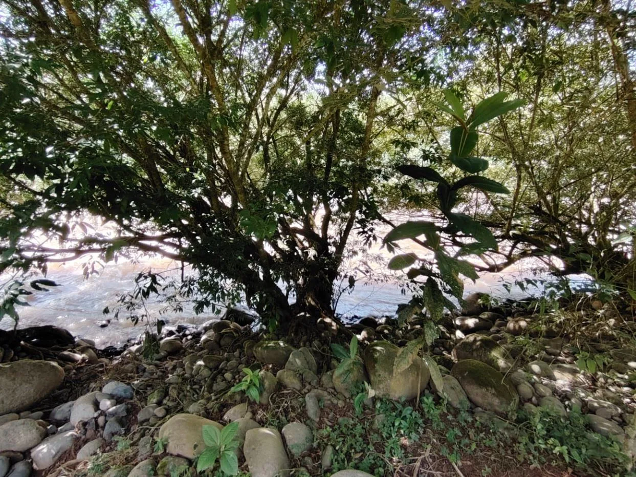 For Sale: 50-Acre Riverfront Farm in Pérez Zeledón – Water Springs &amp; Massive Citrus Production — photo 4
