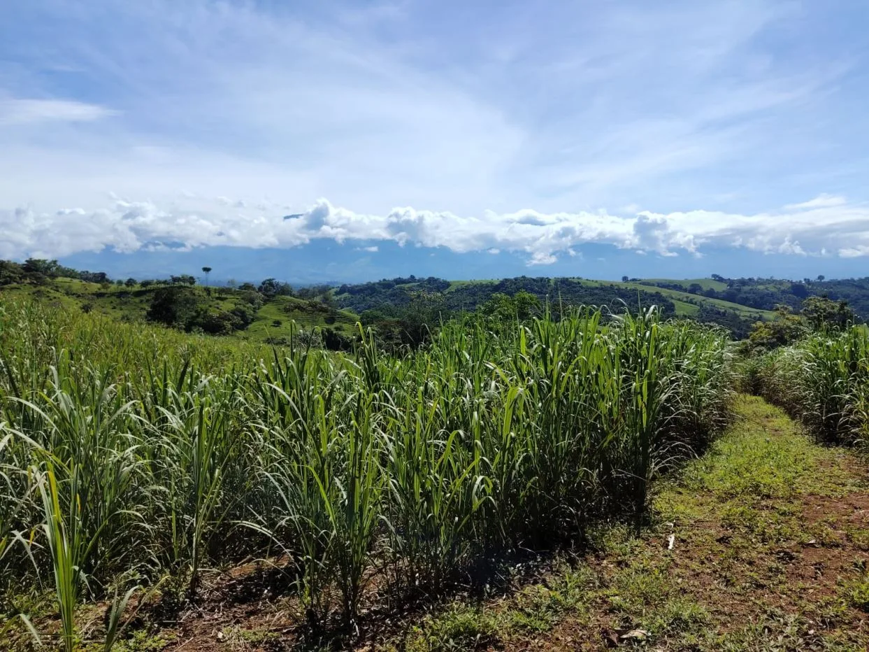 For Sale: 50-Acre Riverfront Farm in Pérez Zeledón – Water Springs &amp; Massive Citrus Production — photo 5