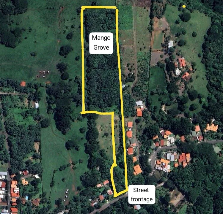 24938.79m2 - 6 acres of land with an existing mango grove in Atenas