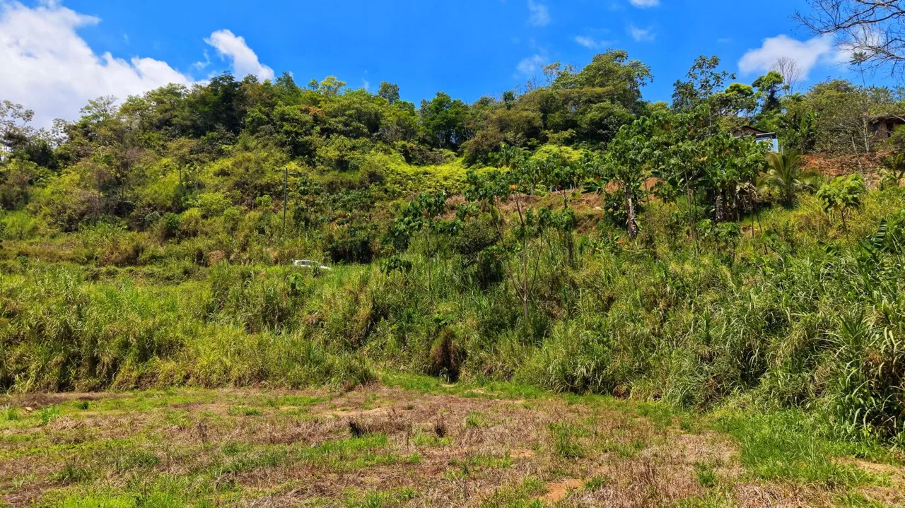 1 Ha Lot for sale in San Pedro: River, Versatile Climate &amp; Utilities — photo 4