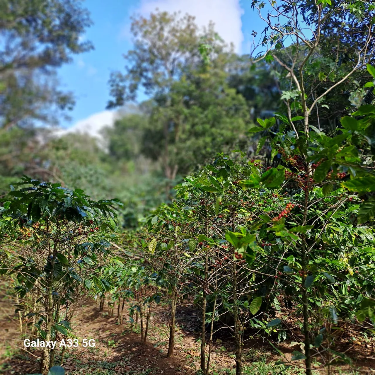 Mountain Coffee Farm