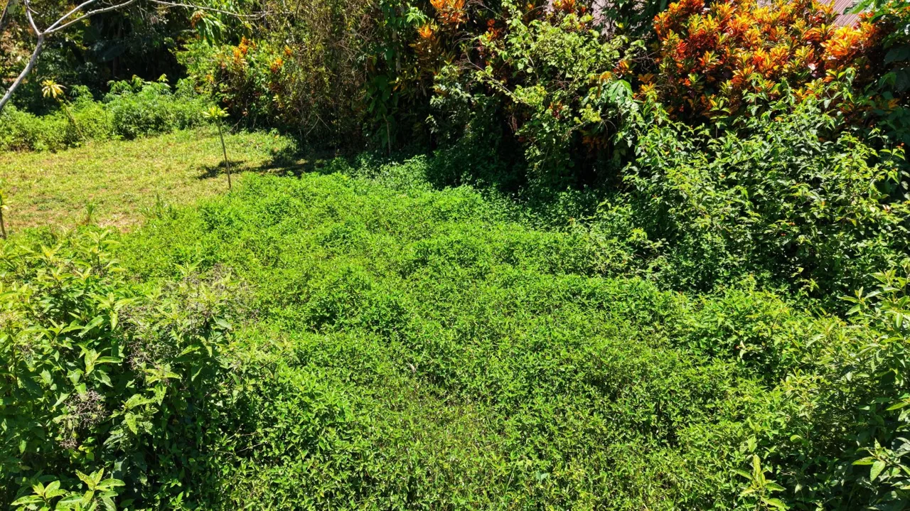 Beautiful Buildable Land with high Aggregated Potential in Cajon. — photo 3