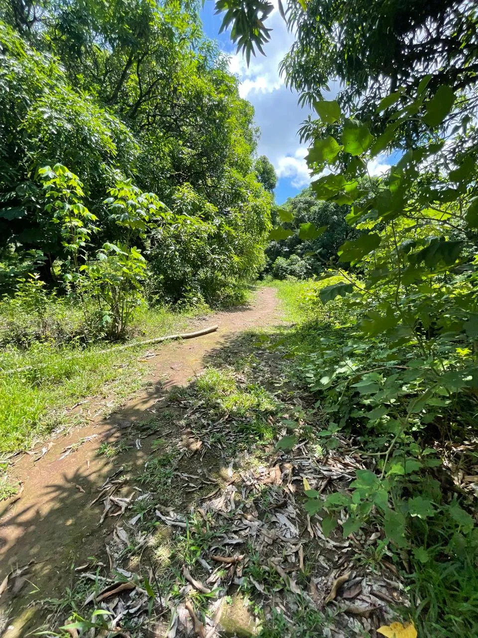🏞️ Great Investment Opportunity in Orotina! Flat Lot of 29,157 m² with Development Potential 🏗️🌳