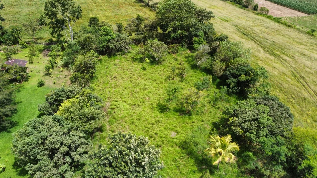 For Sale: Unique Opportunity: 3,497 M² Of Completely Flat And Fertile Land — photo 3