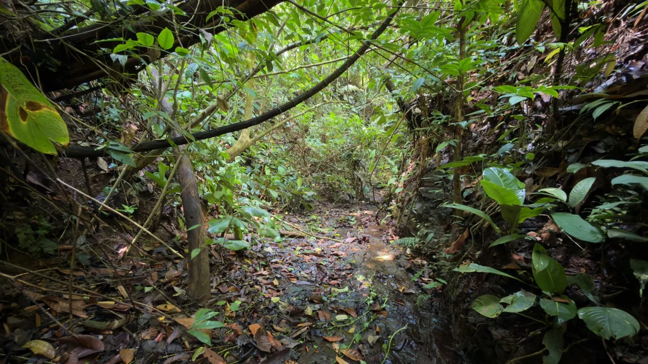 Stunning 38 Hectares Land for Sale Perez Zeledon Costa Rica — photo 3
