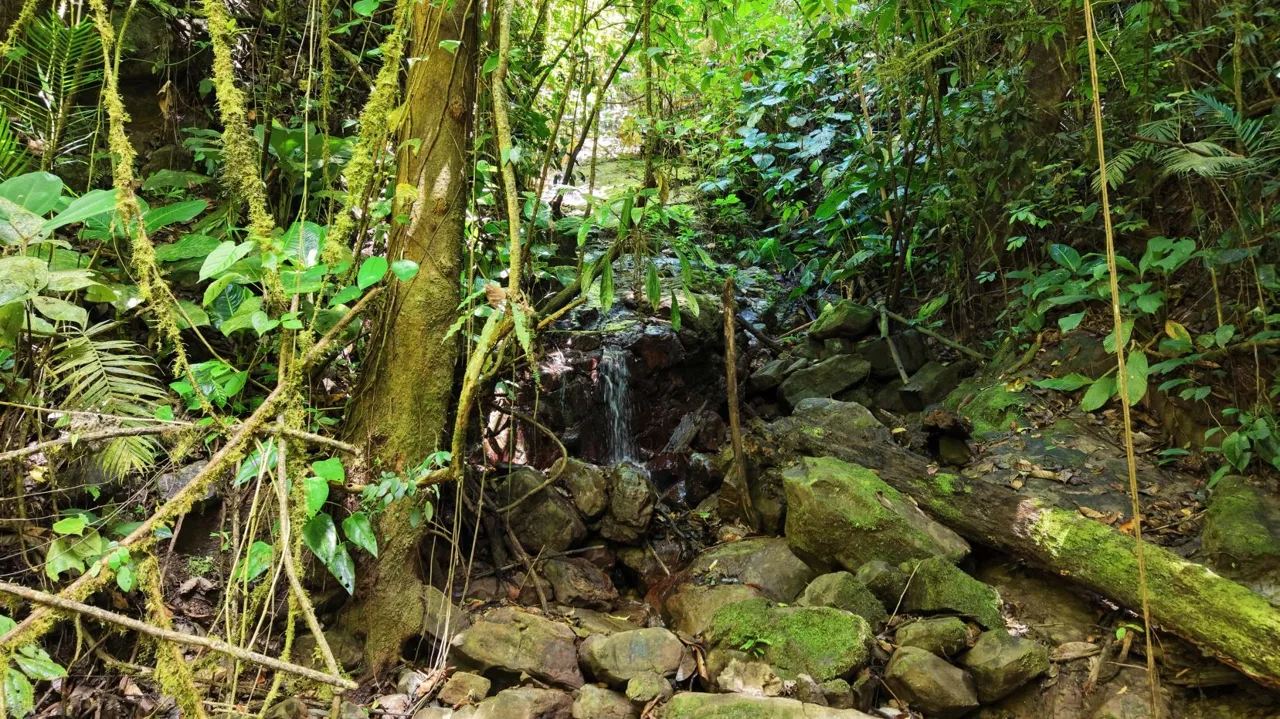 Stunning 38 Hectares Land for Sale Perez Zeledon Costa Rica — photo 4