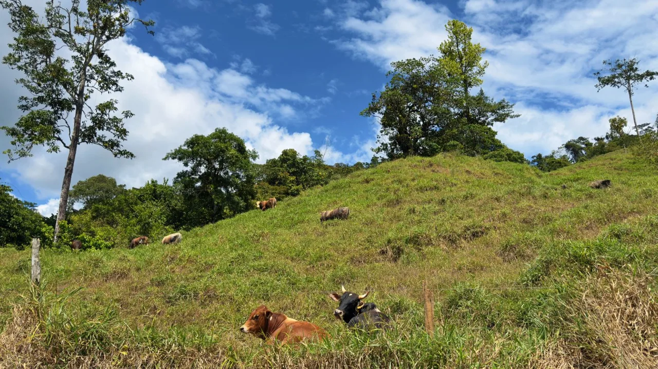 Stunning 38 Hectares Land for Sale Perez Zeledon Costa Rica — photo 5