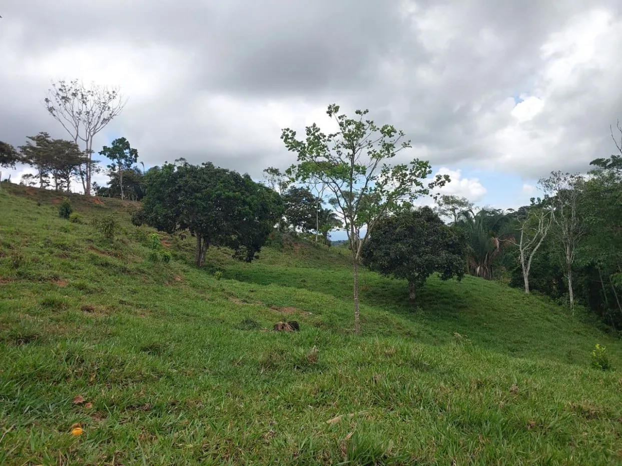 For Sale: 4.9-Hectare Estate of Nature and Fruit Trees in Alto Esperanzas – Open Views &amp; Total Privacy