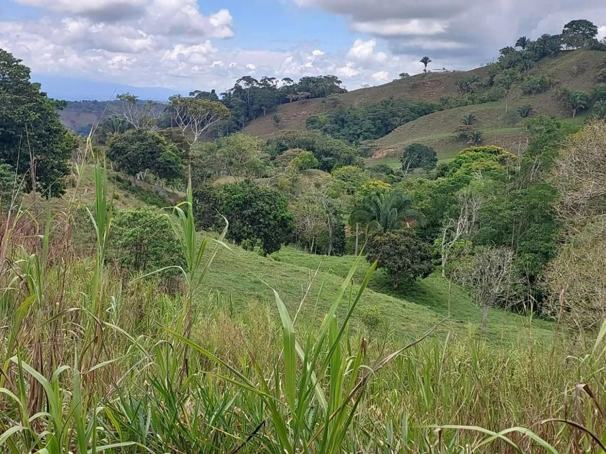 For Sale: 4.9-Hectare Estate of Nature and Fruit Trees in Alto Esperanzas – Open Views &amp; Total Privacy — photo 2