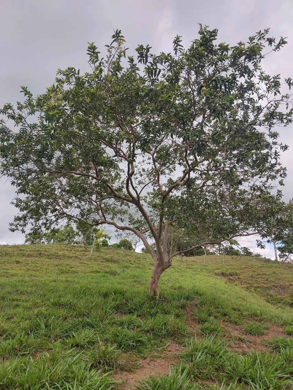 For Sale: 4.9-Hectare Estate of Nature and Fruit Trees in Alto Esperanzas – Open Views &amp; Total Privacy — photo 3