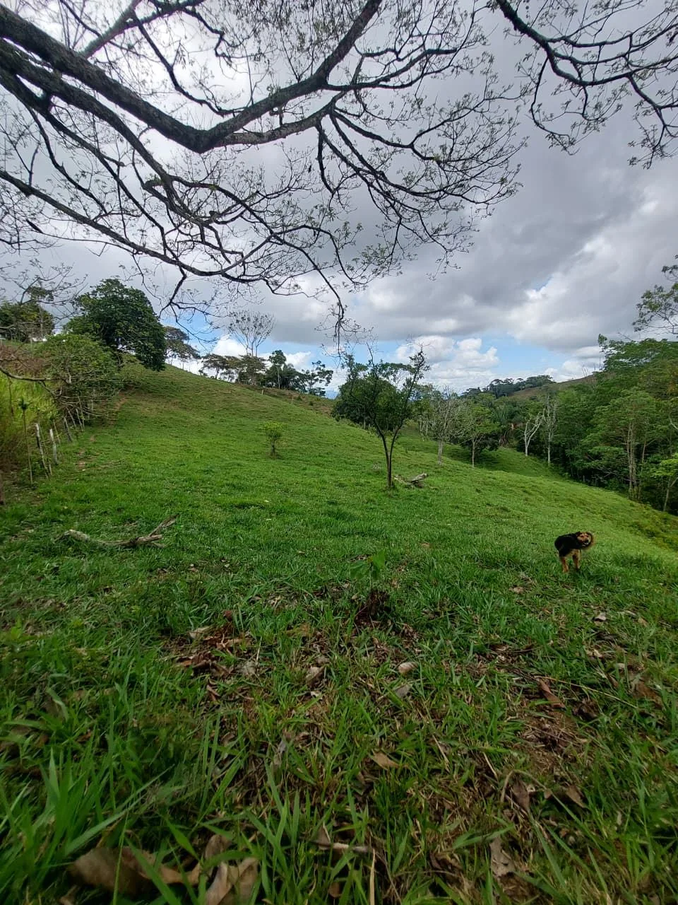 For Sale: 4.9-Hectare Estate of Nature and Fruit Trees in Alto Esperanzas – Open Views &amp; Total Privacy — photo 4
