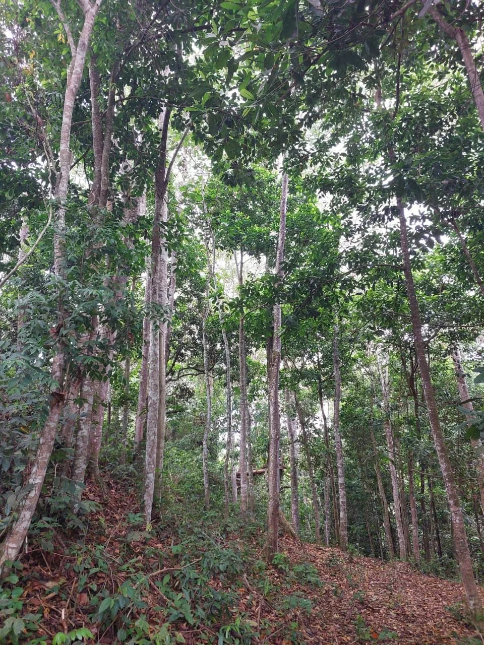For Sale: 4.9-Hectare Estate of Nature and Fruit Trees in Alto Esperanzas – Open Views &amp; Total Privacy — photo 5