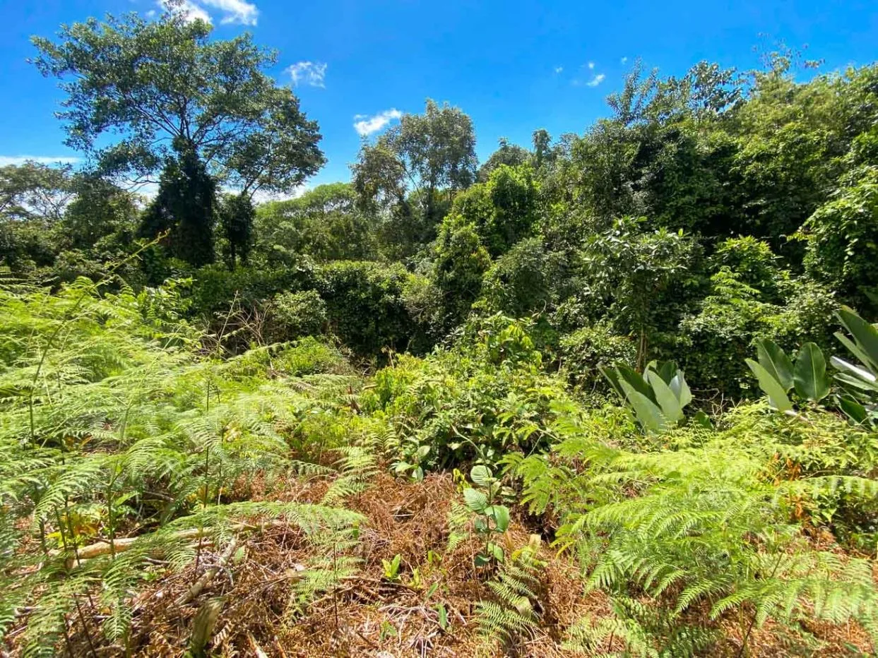 Jungle Lot for Sale in Ojochal With River &amp; Waterfall
