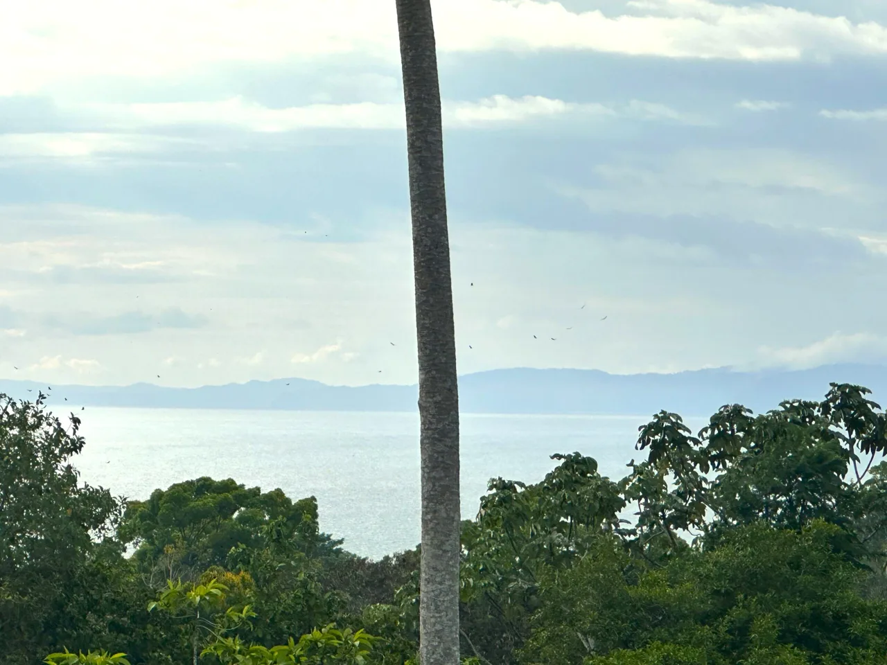 Jungle Sanctuary Near the Surf – 14 Acres in Pilón, Costa Rica