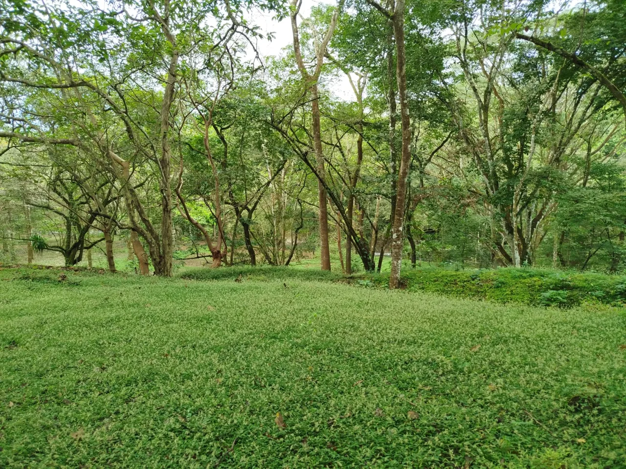 🌿 Discover Finca La Esmeralda! 🌿