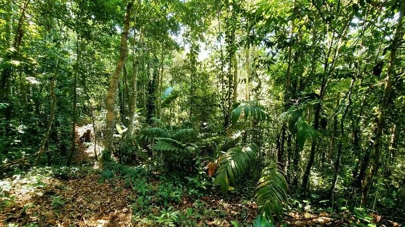 Stunning Land for Sale in La Linda Arriba, General Viejo, Costa Rica – Nature, Privacy, and Potential — photo 3