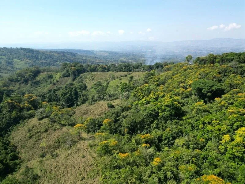 Stunning Land for Sale in La Linda Arriba, General Viejo, Costa Rica – Nature, Privacy, and Potential — photo 4