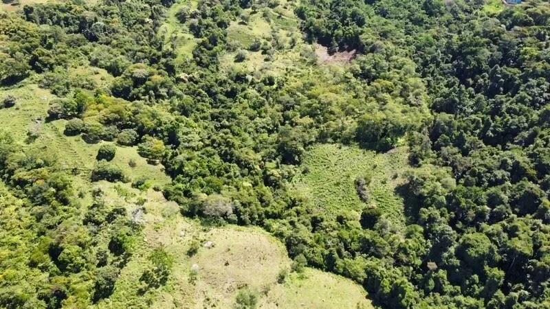 Stunning Land for Sale in La Linda Arriba, General Viejo, Costa Rica – Nature, Privacy, and Potential — photo 5