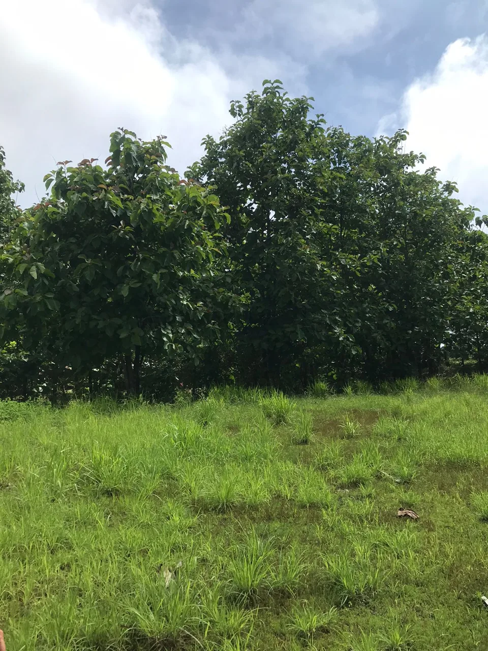 Flat lot, Surrounded by Trees in San Isidro