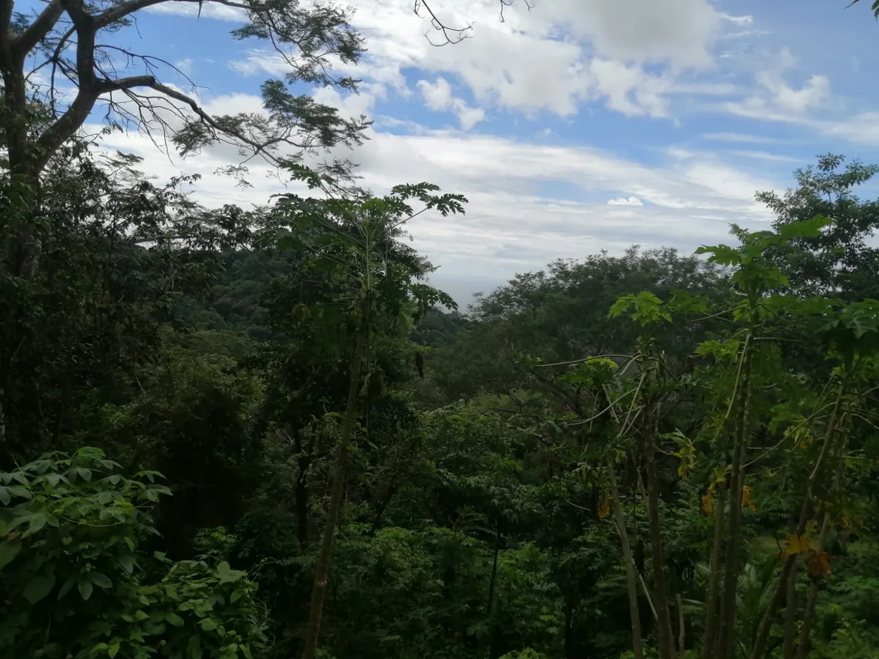 Jungles Lot Ready to Build- 6min Driving from Playa Carmen.