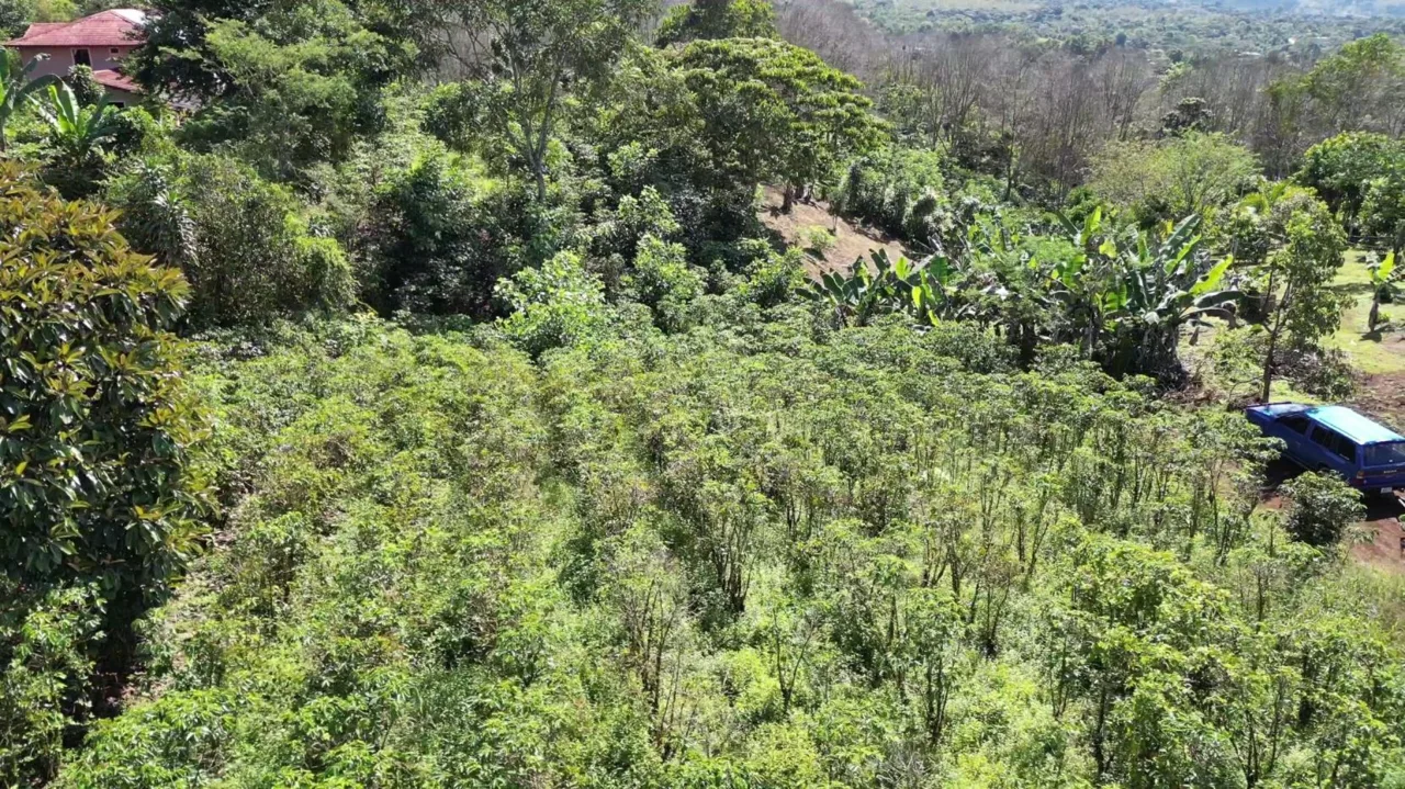 Stunning Lot for Sale (0.64 acres) in Santa Elena, San isidro de El General. — photo 5