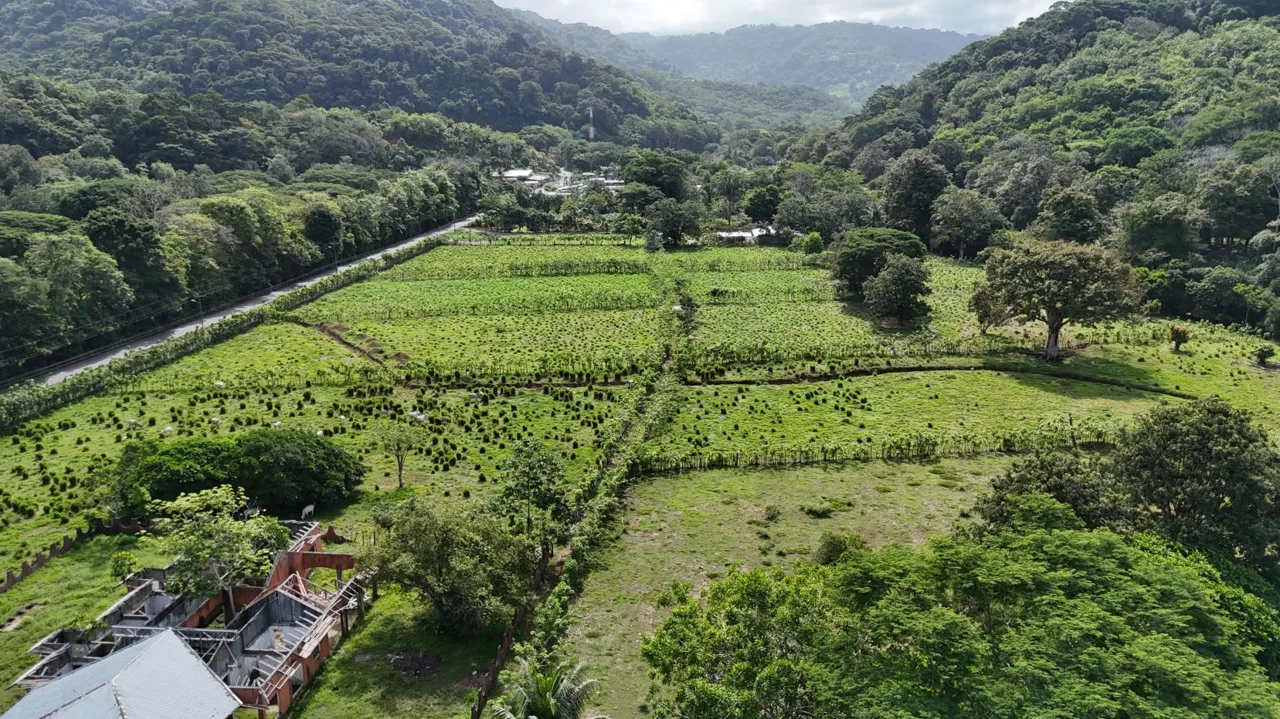 38.95-Acre Flat Farm Near Dominical, Costa Rica | Prime Development &amp; Investment Opportunity — photo 3