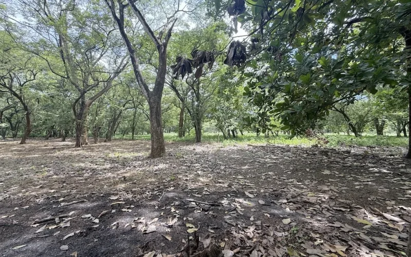 PRICED TO SELL FAST at $30/m2 ~ Flat Riverfront Lot Near Playa Junquillal