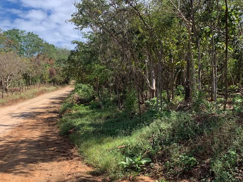 Land For Sale in Avellanas