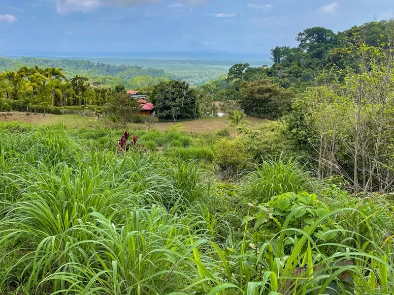 Land For Sale in Ojochal