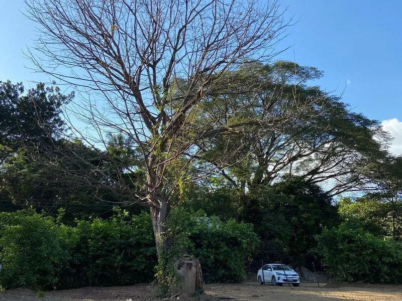 Land For Sale in Nosara