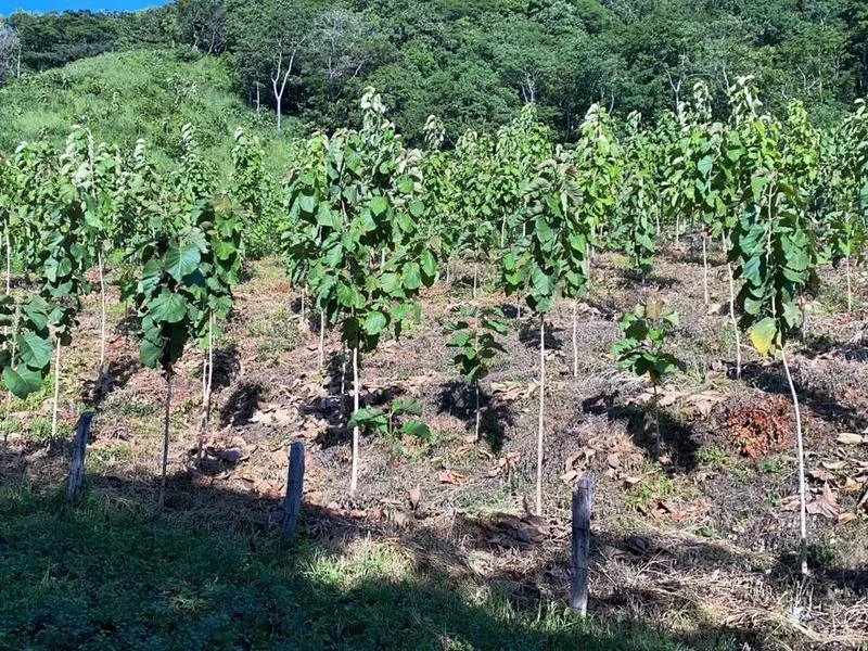 Land For Sale in Santa Cruz