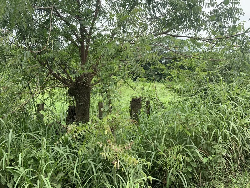 Land For Sale in San Jose De Pinilla — photo 2
