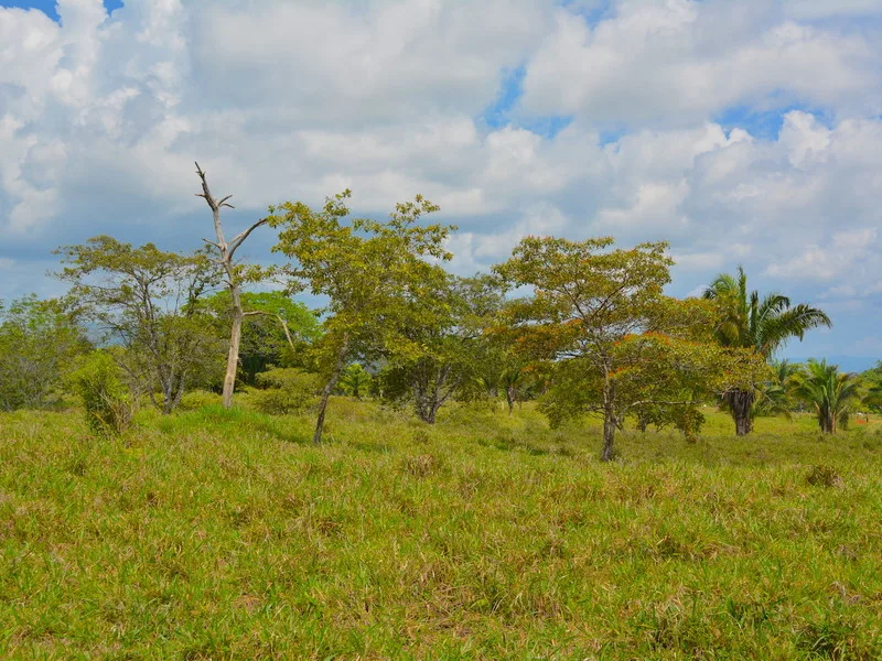 Land For Sale in Ciudad Cortes