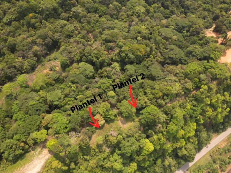 Land For Sale in Ojochal