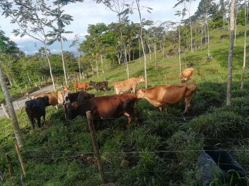 Land For Sale in Perez Zeledon