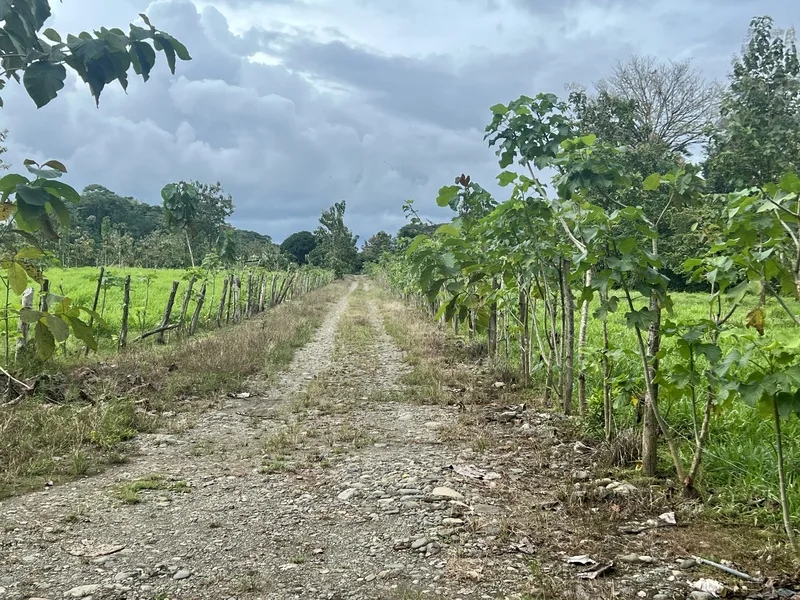 Land For Sale in Quepos