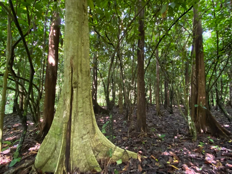 Land For Sale in Dominical