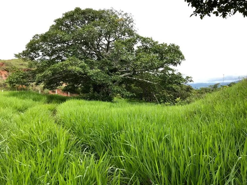 Land For Sale in Turrubares — photo 3