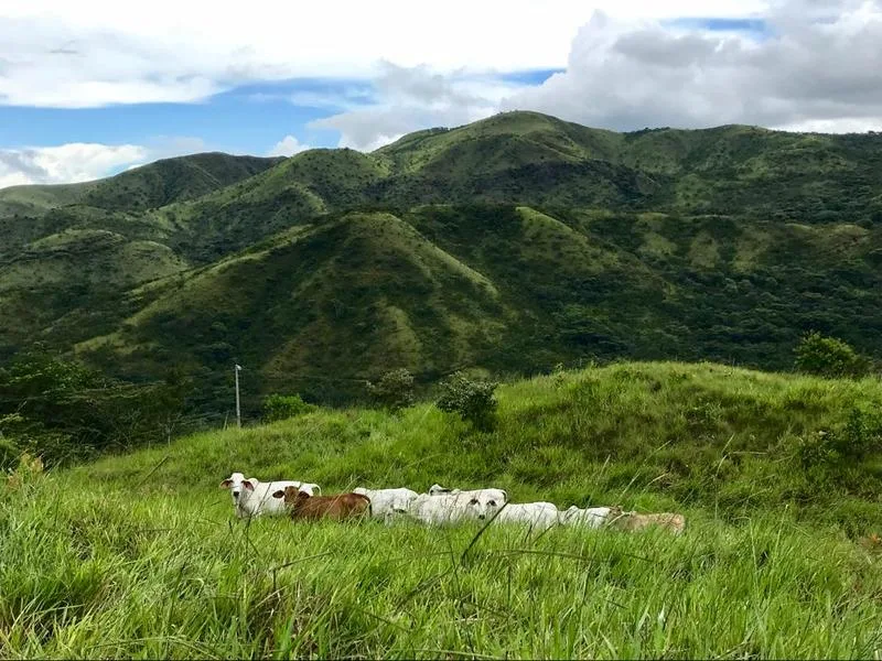 Land For Sale in Turrubares — photo 4