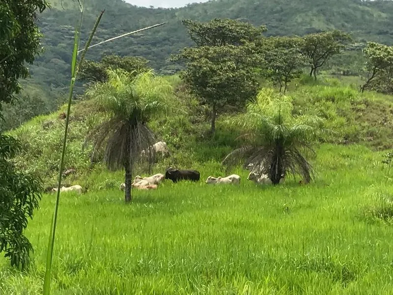 Land For Sale in Turrubares — photo 5