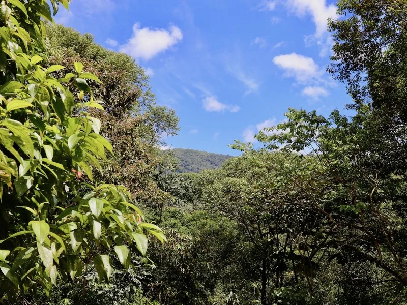 Land For Sale in Dominical