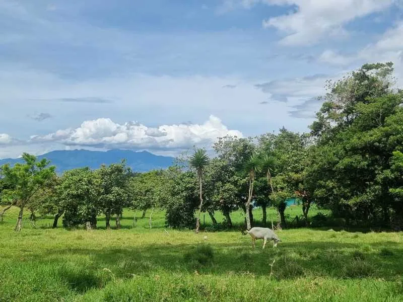 Land For Sale in Moravia — photo 3